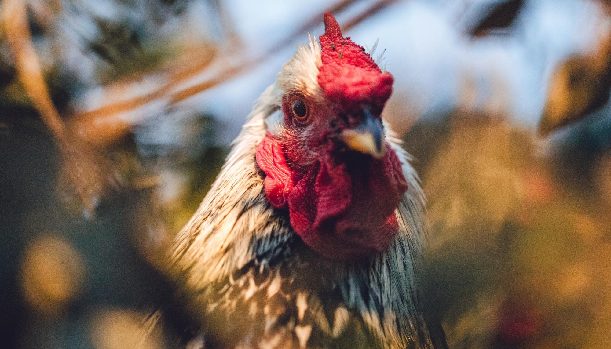 Gallina primer plano